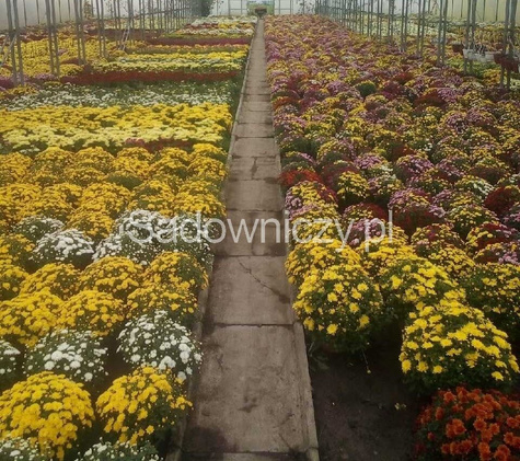 Chryzantema drobnokwiatowa czerwona (C2) DUŻA ROŚLINA