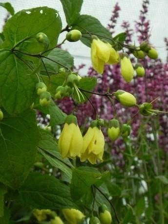 Kiremgeszoma dłoniasta (C2)