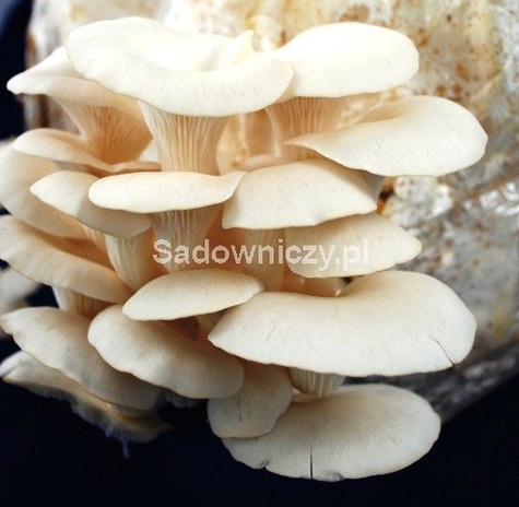 Grzybnia z substratem Planto Boczniak ogrodowy Elm Oyster 3kg