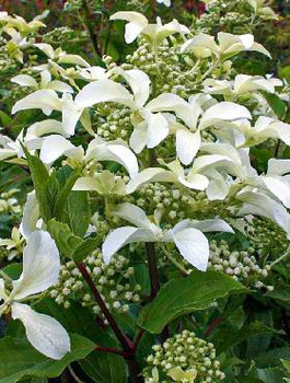 Hortensja bukietowa Great Star (C2)