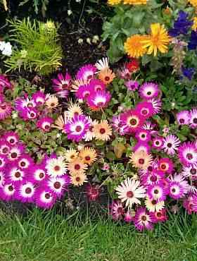 Przypołudnik mieszanka 0,5g