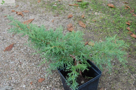 Jałowiec pośredni Pfitzeriana Compacta