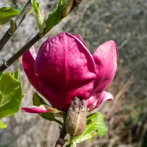 Magnolia Mighty Mouse