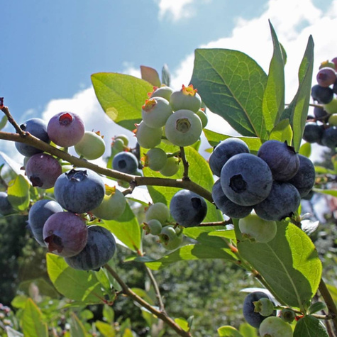 Borówka amerykańska Ozarkblue średnio późna
