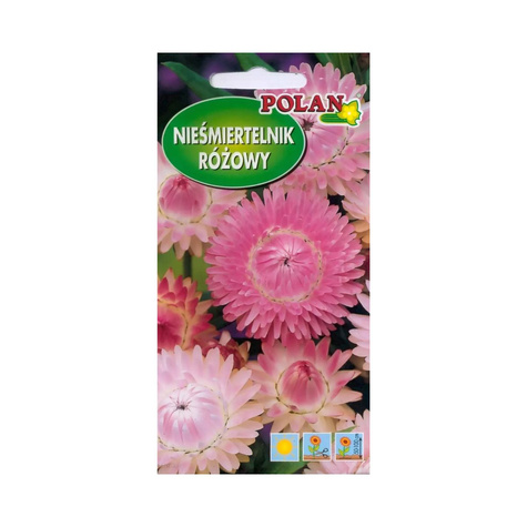 Nieśmiertelnik/ Kocanka różowa1g