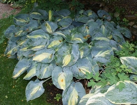 Funkia Hosta Dream Queen (C2)