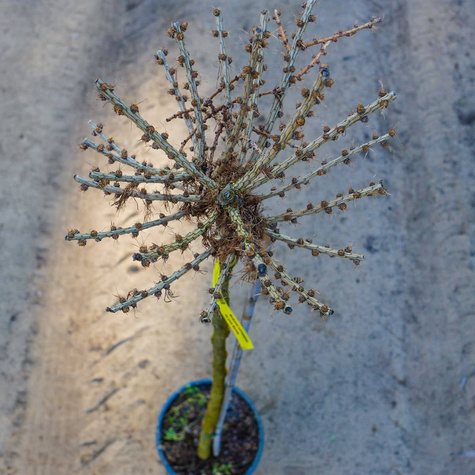 Modrzew europejski na pniu Kórnik (C15)