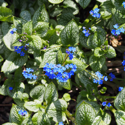 Brunnera wielkolistna Jack Frost (C2)