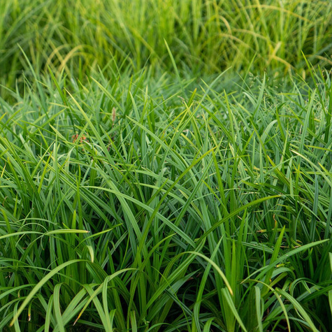 Turzyca japońska Irish Green (C2)