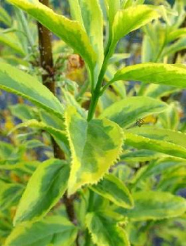 Forsycja pośrednia Golden Times (C2)