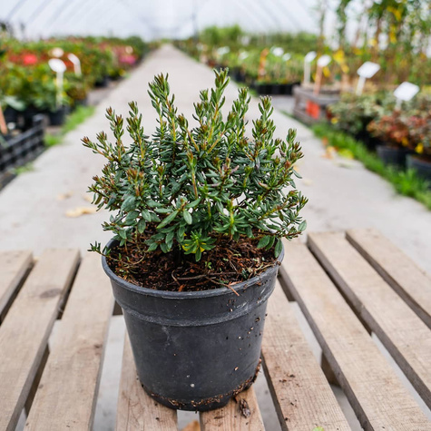 Dabecja kantabryjska (C2)