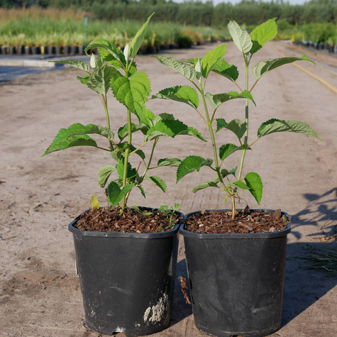 Hortensja krzewiasta Candybella Bubblegum (C2)