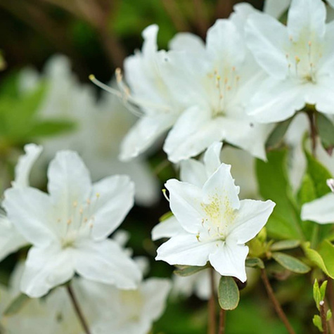 Mini Azalia BloomChampion Biała powtarzająca kwitnienie (C2)