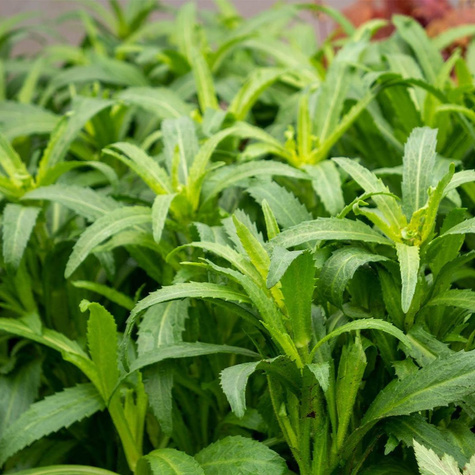 Złocień wspaniały Jastrun Victorian Secret (C2)