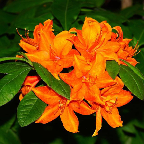 Azalia pomarańczowa Soczysta (C2)