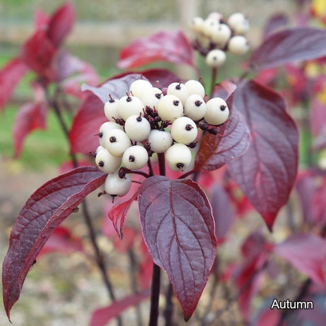 Dereń biały Kesselringii
