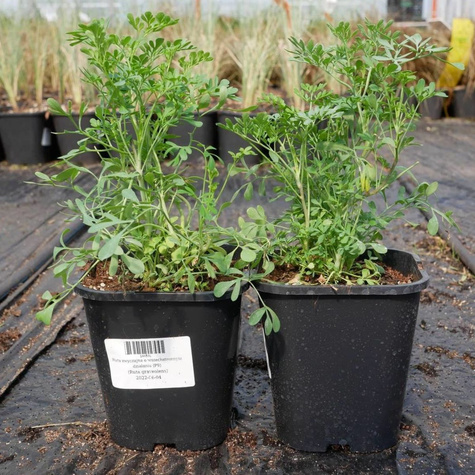 Ruta zwyczajna o wszechstronnym działaniu (C2)