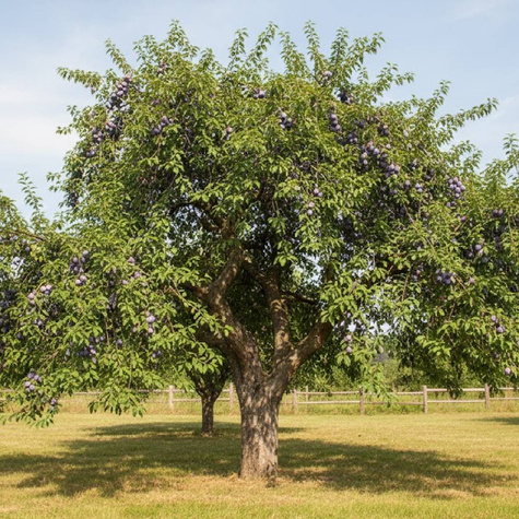 Śliwa Z Dawnych Lat Plant Pack