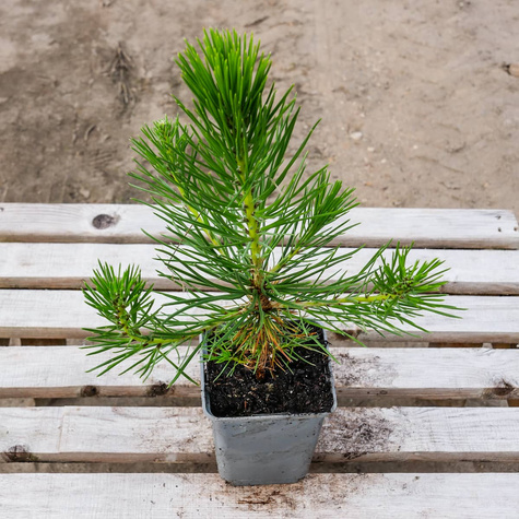 Sosna Thunberga (C2)