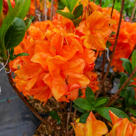 Azalia wielkokwiatowa Soczysta pomarańczowa (C2)