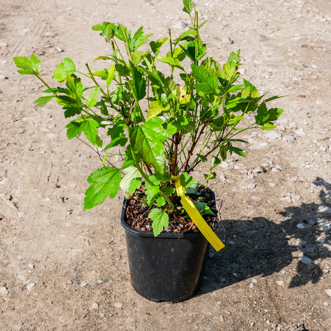 Pęcherznica kalinolistna Raspberry Lemonade (C2)