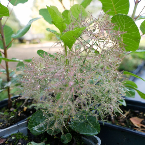 Perukowiec podolski Smokey Joe (P9)