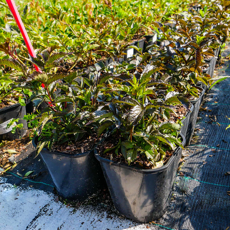 Bez czarny Black Tower Kolumnowy Zdobniczy Na przetwory