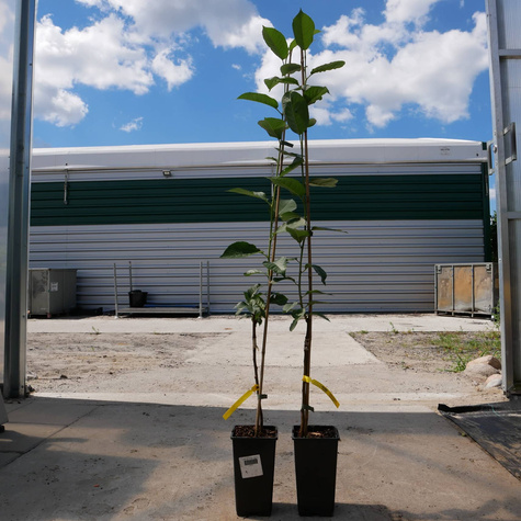 Wiśnia Groniasta w doniczce (C2)