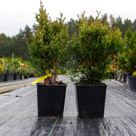 Thuja Tuja Żywotnik olbrzymi Kórnik 3