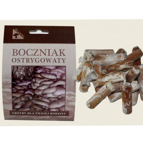 Grzybnia na kołkach Boczniak ostrygowaty 20 szt.