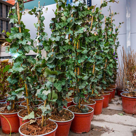 Bluszcz pospolity Thorndale