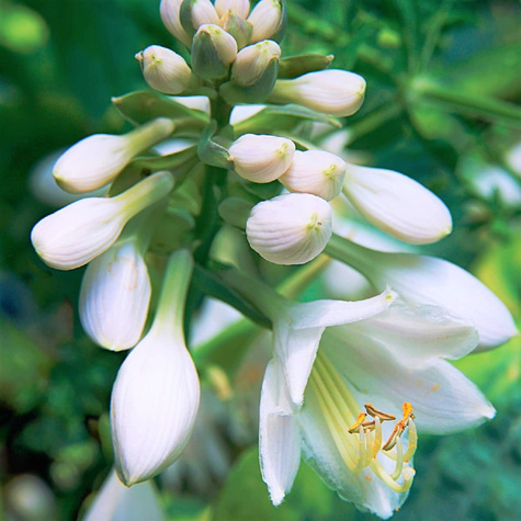 Funkia ogrodowa Blue Angel