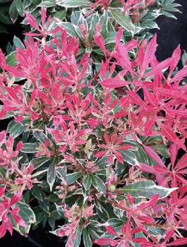 Pieris japoński Carnaval (P9)