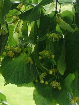 Lipa szerokolistna (C2)