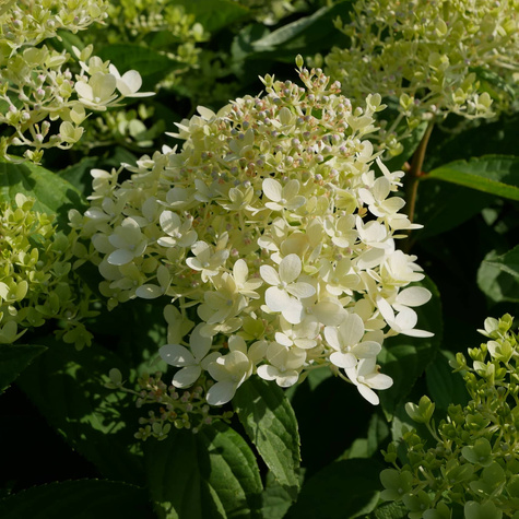 Hortensja bukietowa Living Sugar Rush (C2)