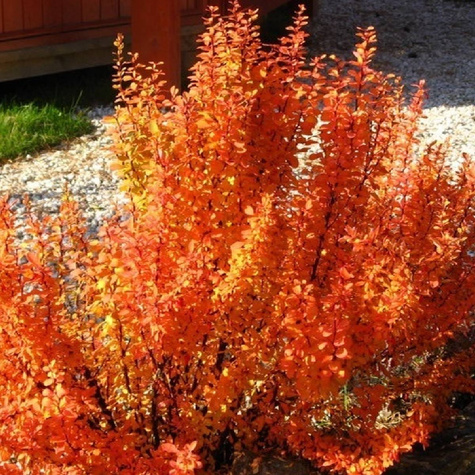 Berberys thunberga Orange Ice (P9)
