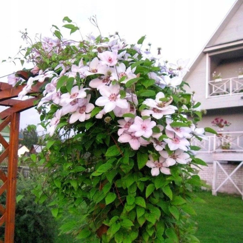 Powojnik Clematis wielkokwiatowy Jan Paweł II