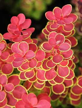 Berberys thunberga Orange Fire (P9)