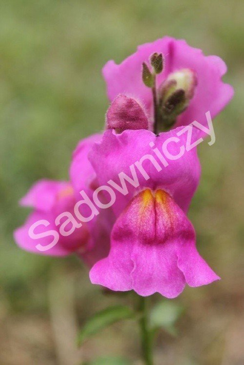 Lwia Paszcza karłowa Atos różowa Wyżlin 0,5 g