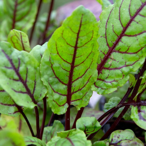 Szczaw gajowy Blutampfer ozdobny i jadalny 0,2g