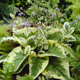 Brunnera wielkolistna Hadspen Cream (C2)