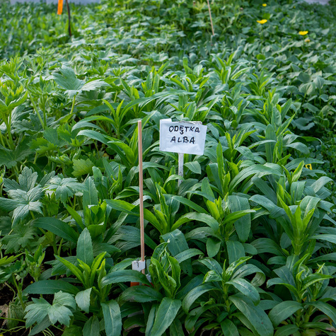 Odętka wirginijska Alba