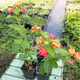 Lantana camara Feston Rose (P9)