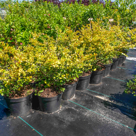 Ostrokrzew bukszpanowy karbowanolistny Golden Gem żeński (C2)