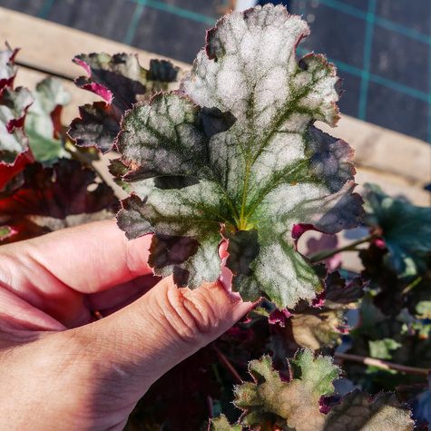 Żurawka ogrodowa Iced Olive (C2)