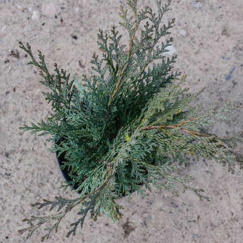 Cyprysik lawsona Van Pets Blue (C2)