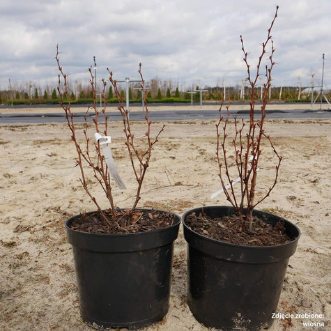 Berberys Thunberga Helmond Pillar (C1.7)