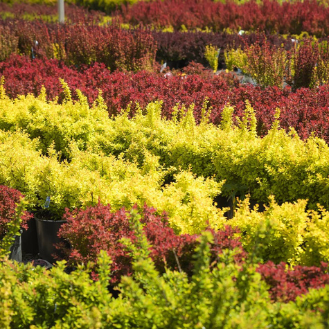 Berberys Zwyczajny Na Żywopłot PREMIUM SADZONKI Plant Pack