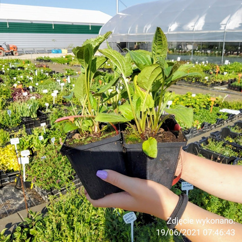 Rudbekia naga Goldquelle (C2)