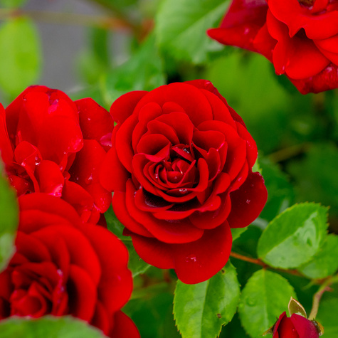 Róża rabatowa CIEMNOCZERWONA pachnąca